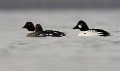 Brilduikers _ Feb. 2013 _ 06